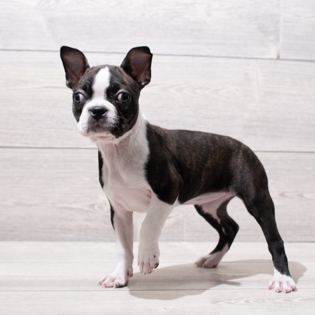 Boston Terrier-Dog-Female---Petland Cleveland