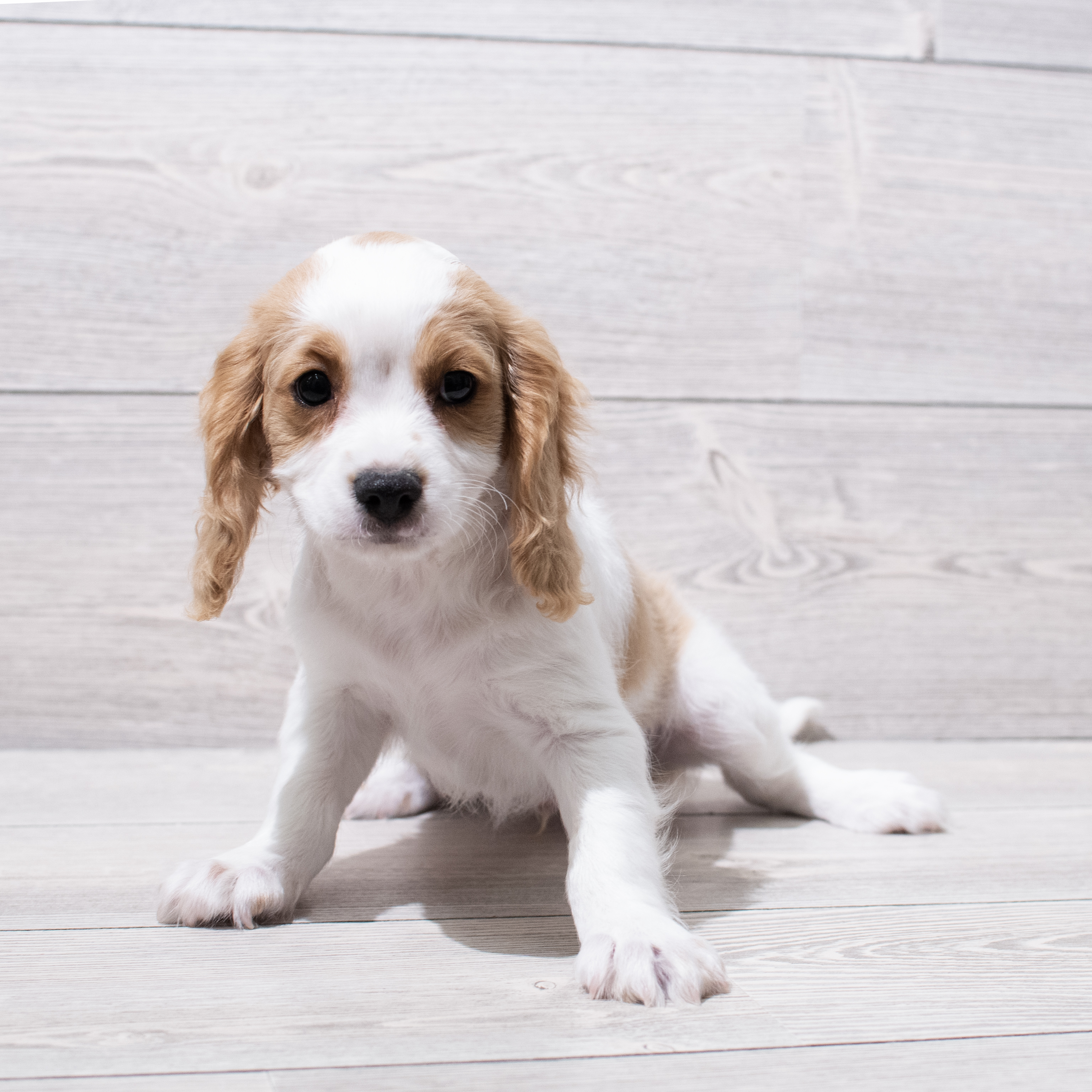 Cavachon (M) 4986 Image #1