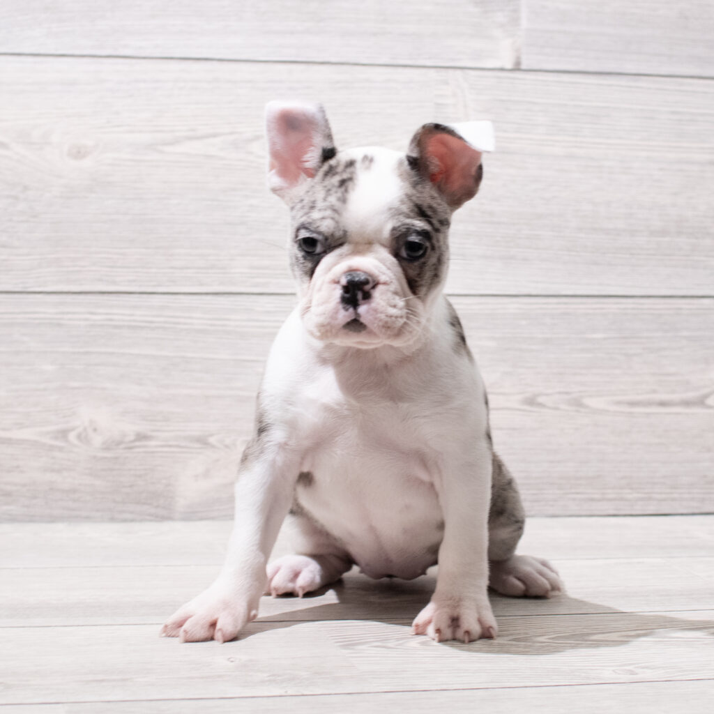 Frenchton Dog Female Blue Merle 4982 Petland Cleveland