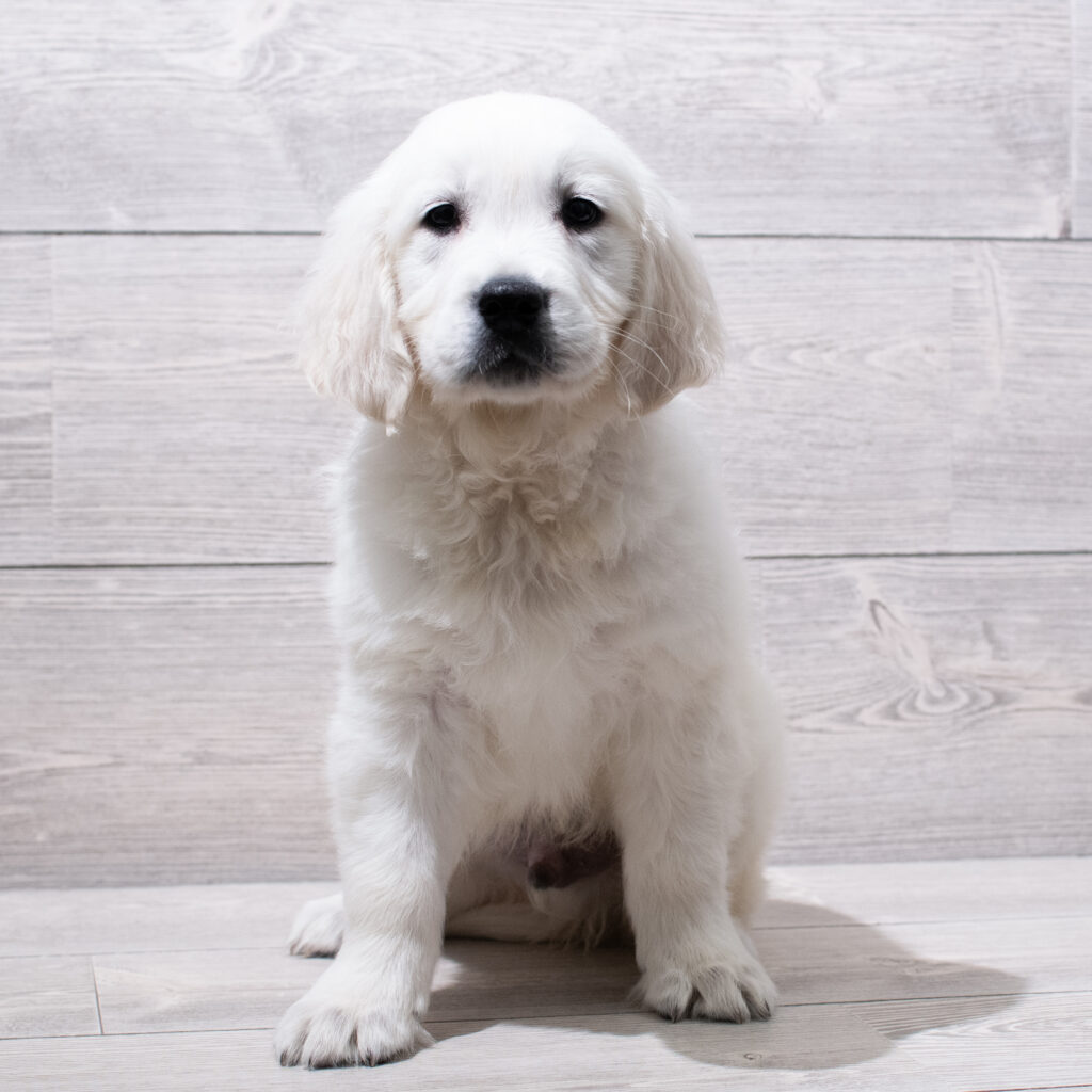 Golden Retriever-Dog-Male---Petland Cleveland