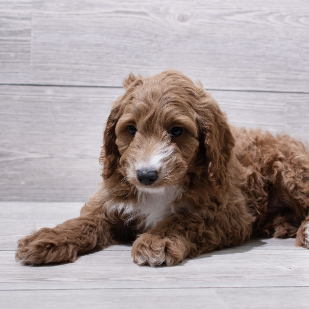 Goldendoodle Mini F1b Dog Female Red / White 4981 Petland Cleveland