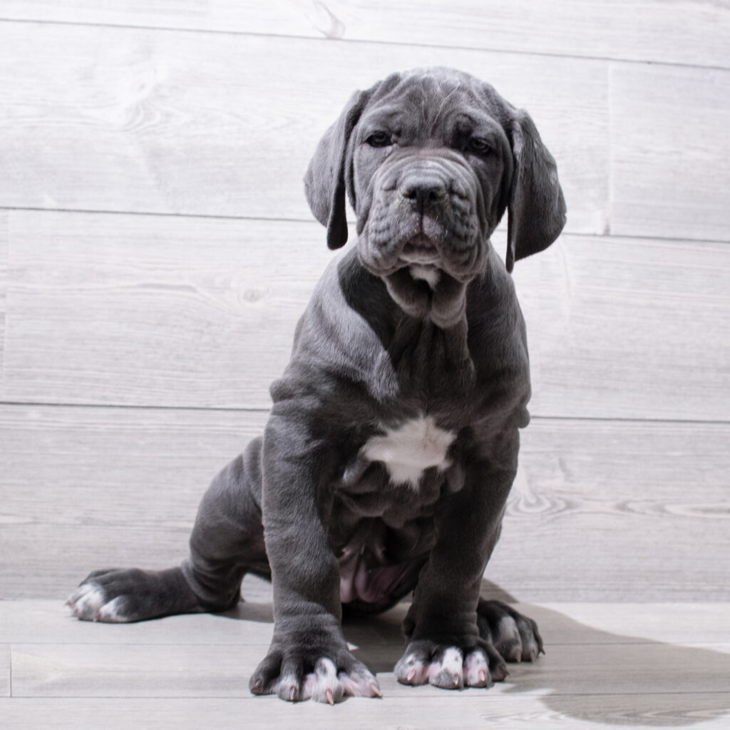 Neapolitan Mastiff-Dog-Female---Petland Cleveland