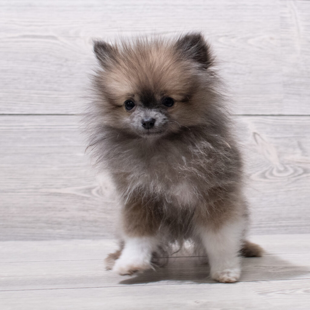 Pomeranian-Dog-Female---Petland Cleveland