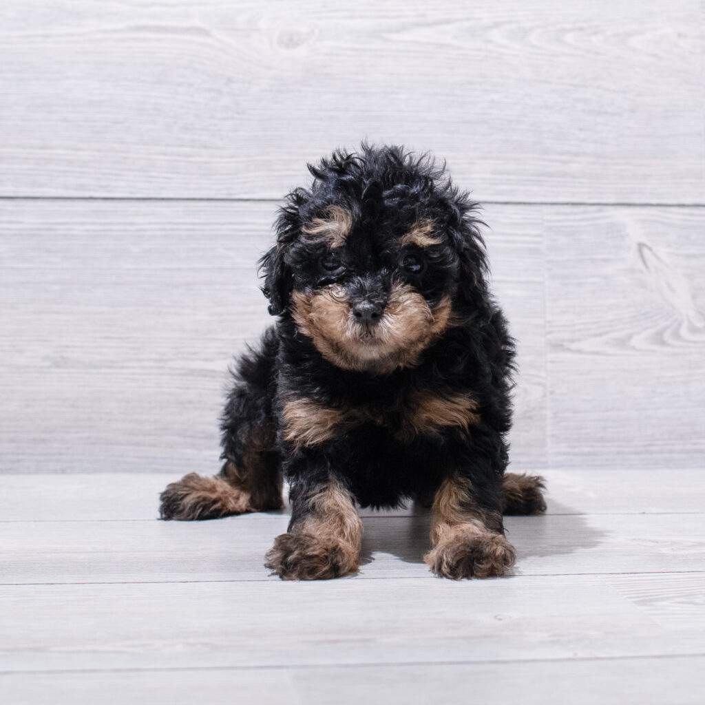 Poodle Mini-Dog-Male---Petland Cleveland