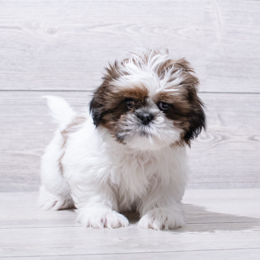 Shih Tzu-Dog-Male---Petland Cleveland