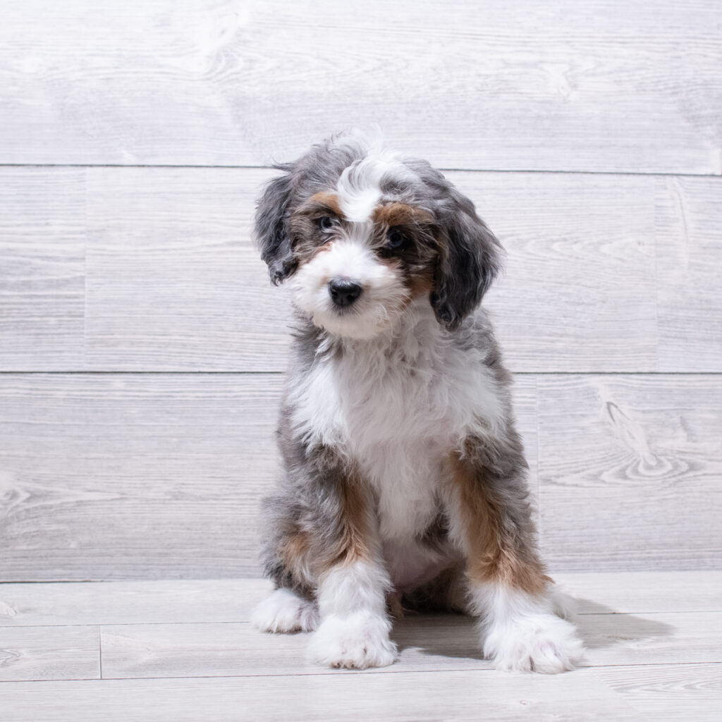 Bernedoodle Mini Dog Female Blue Merle / Tan 4980 Petland Cleveland