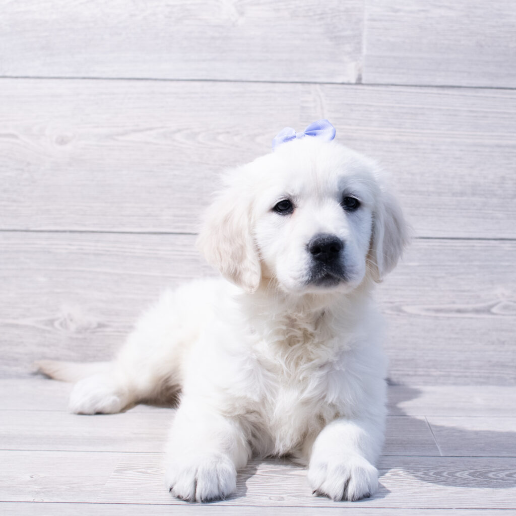 Golden Retriever-Dog-Female---Petland Cleveland