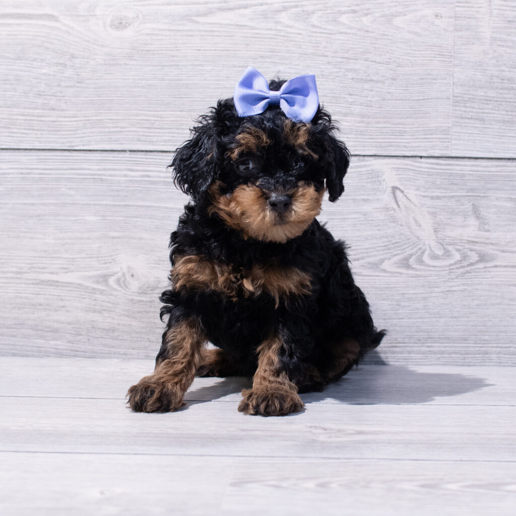 Poodle Mini Dog Female Black / Tan 1683 Petland Cleveland