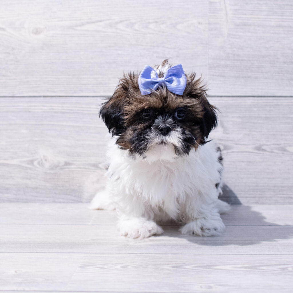 Shih Tzu-Dog-Female---Petland Cleveland