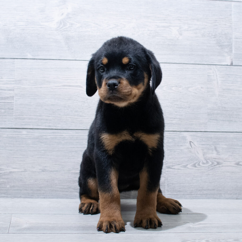 Rottweiler-Dog-Female---Petland Cleveland