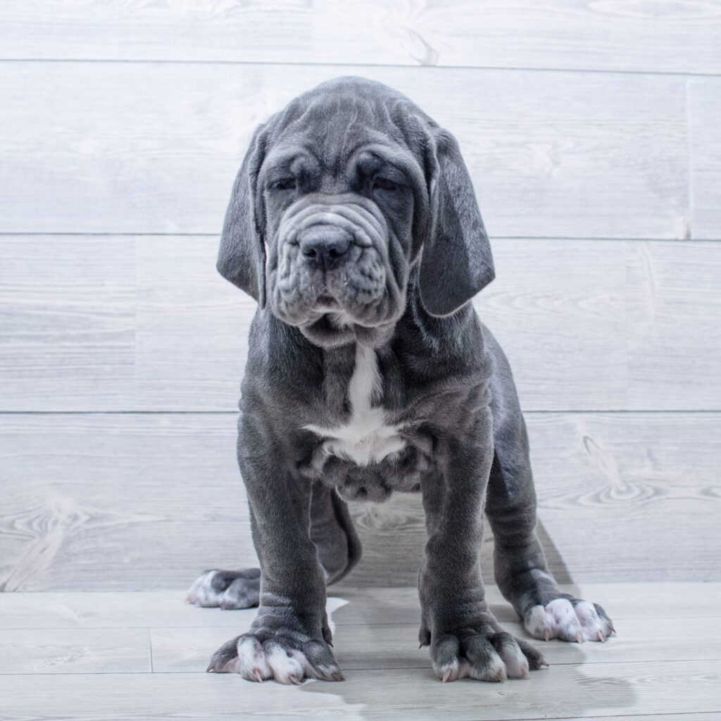 Neapolitan Mastiff-Dog-Female---Petland Cleveland
