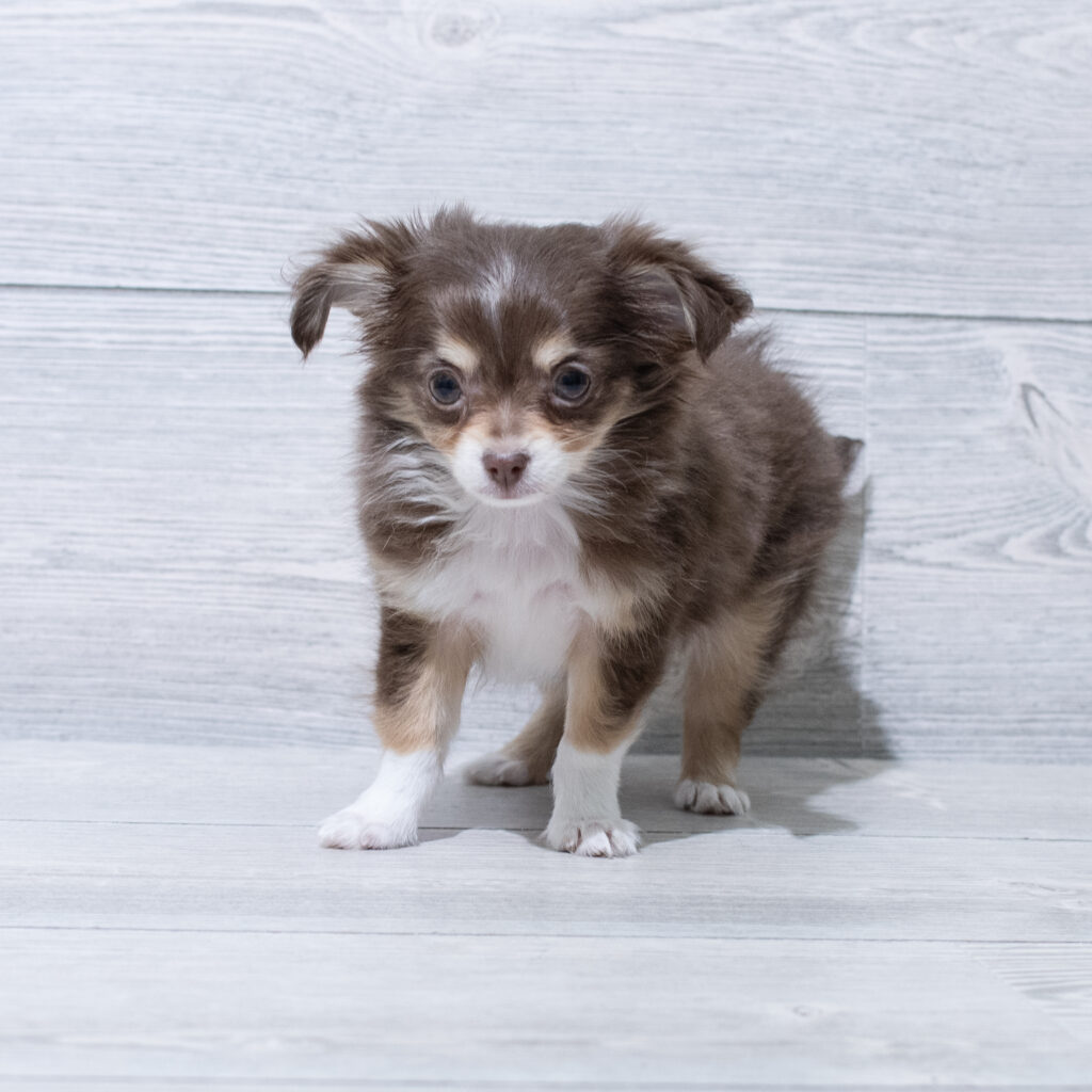 Chihuahua-Dog-Female---Petland Cleveland