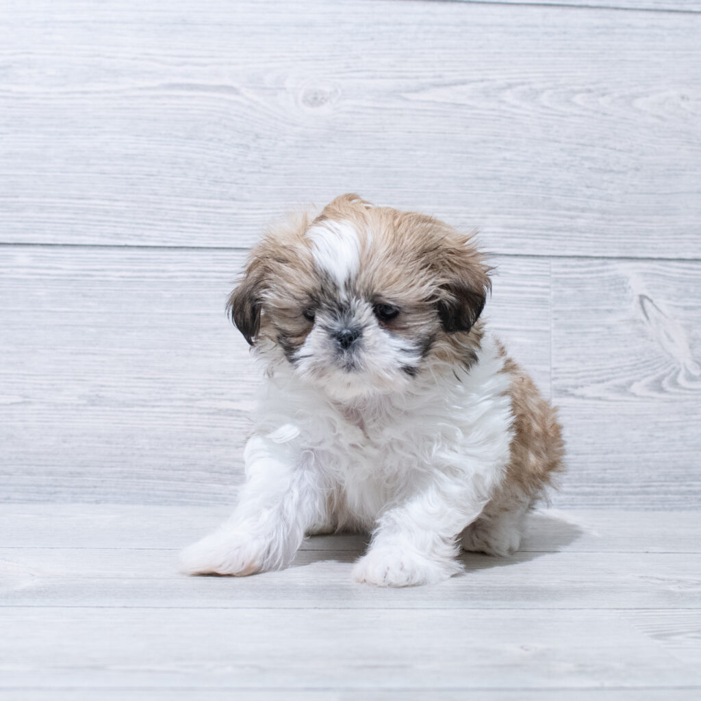 Shih Tzu-Dog-Female---Petland Cleveland