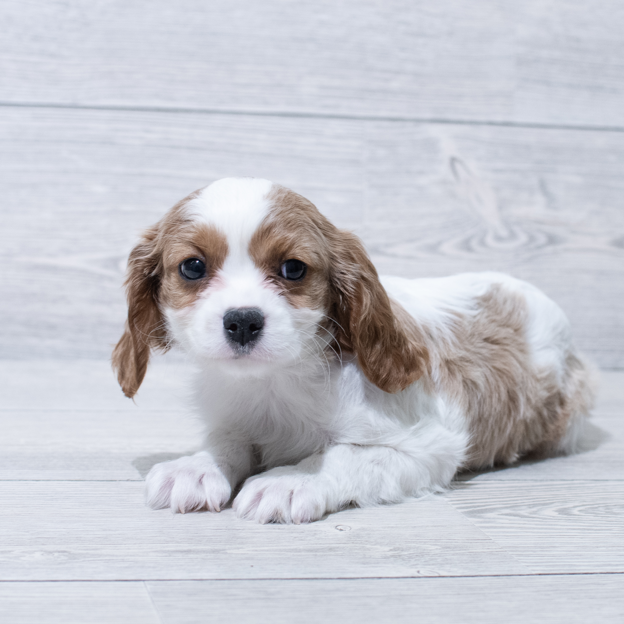 Cavalier King Charles Spaniel (M) 4989 Image #1