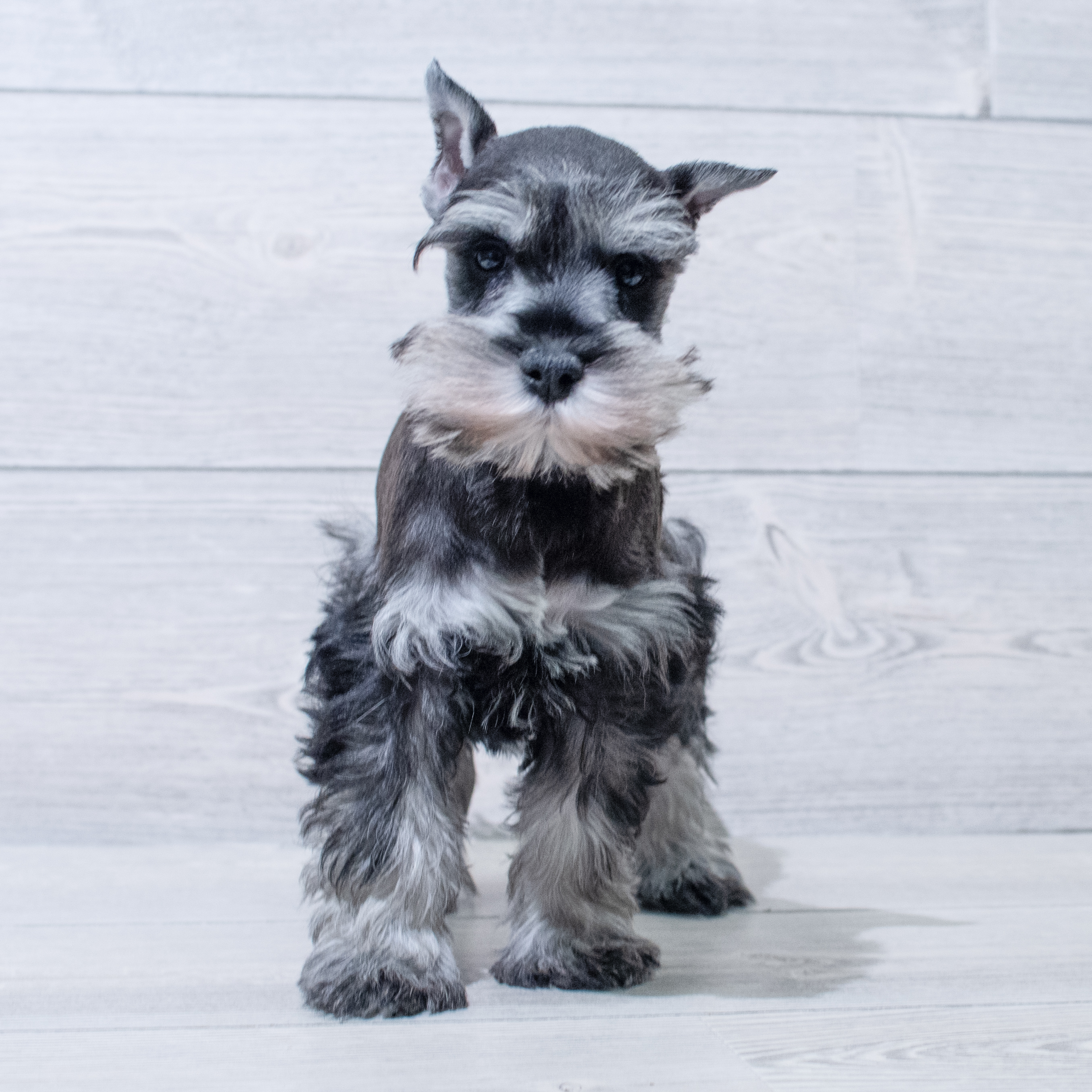 Miniature Schnauzer (M) 4988 Image #1