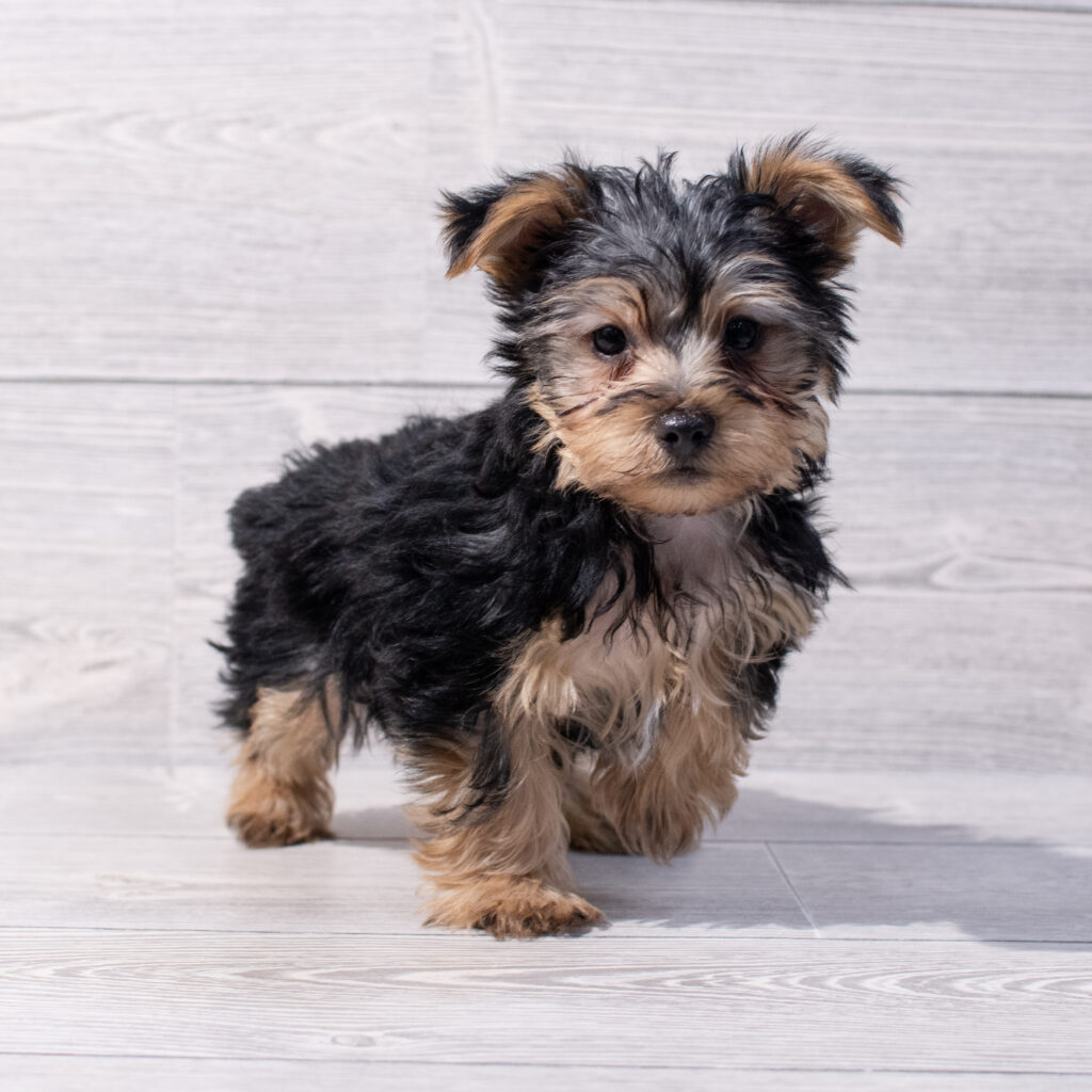 Yorkshire Terrier Dog Male Black / Tan 1686 Petland Cleveland