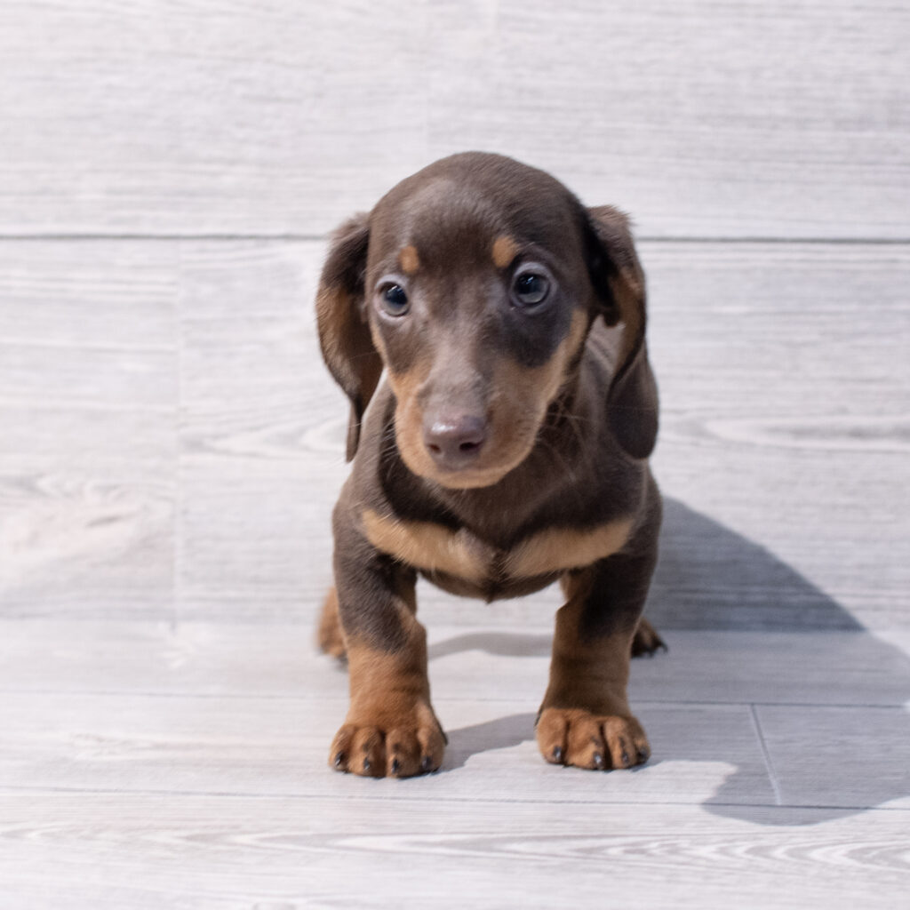 Dachshund-Dog-Male---Petland Cleveland