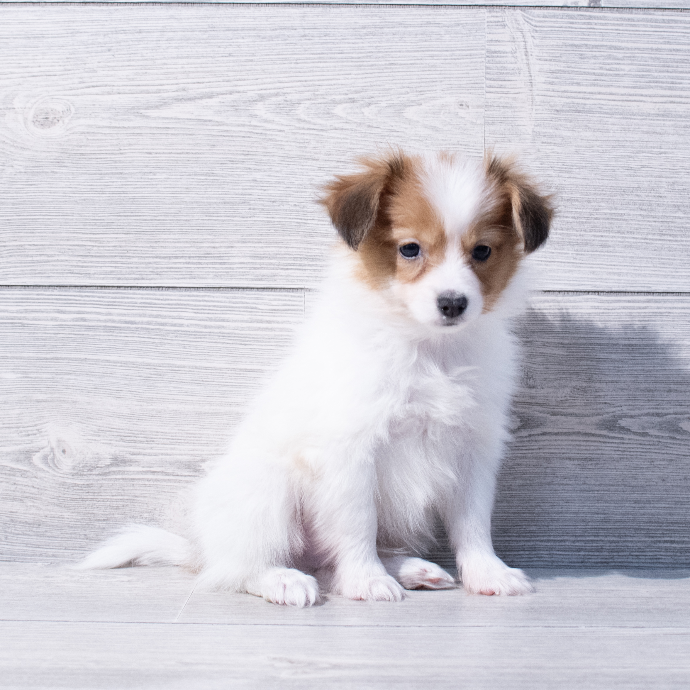 Papillon (M) 1688 Image #1