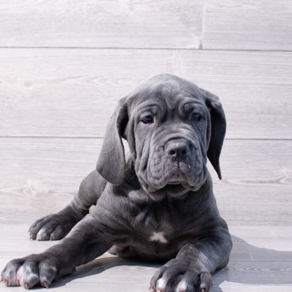 Neapolitan Mastiff-Dog-Male---Petland Cleveland