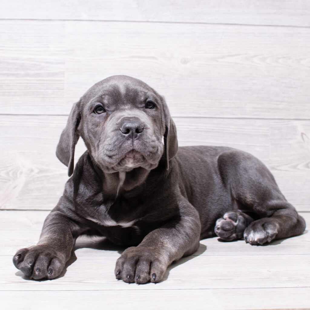 Cane Corso-Dog-Female---Petland Cleveland