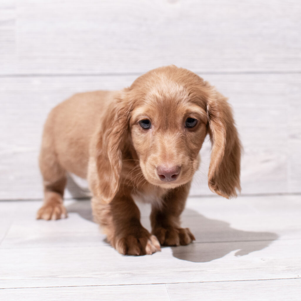 Dachshund-Dog-Male---Petland Cleveland