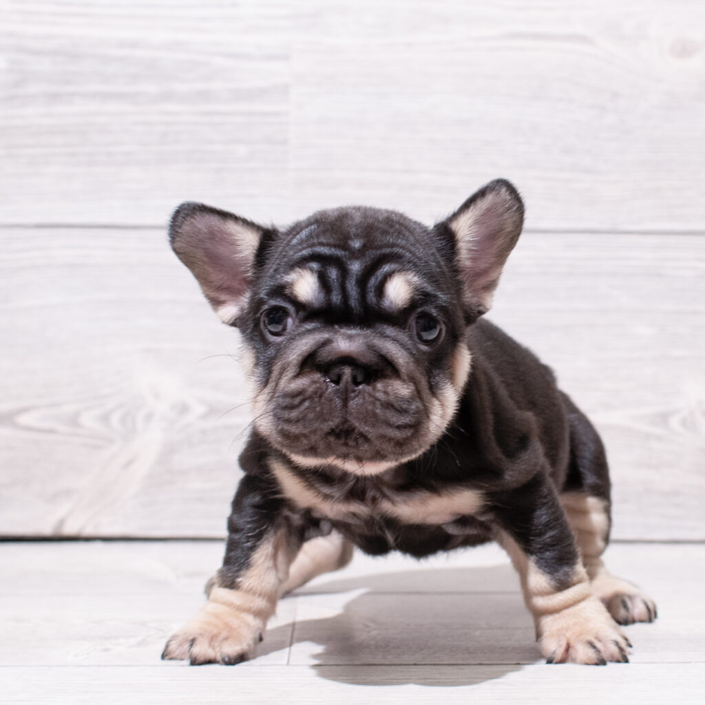 French Bulldog Dog Female Chocolate / Tan 5008 Petland Cleveland