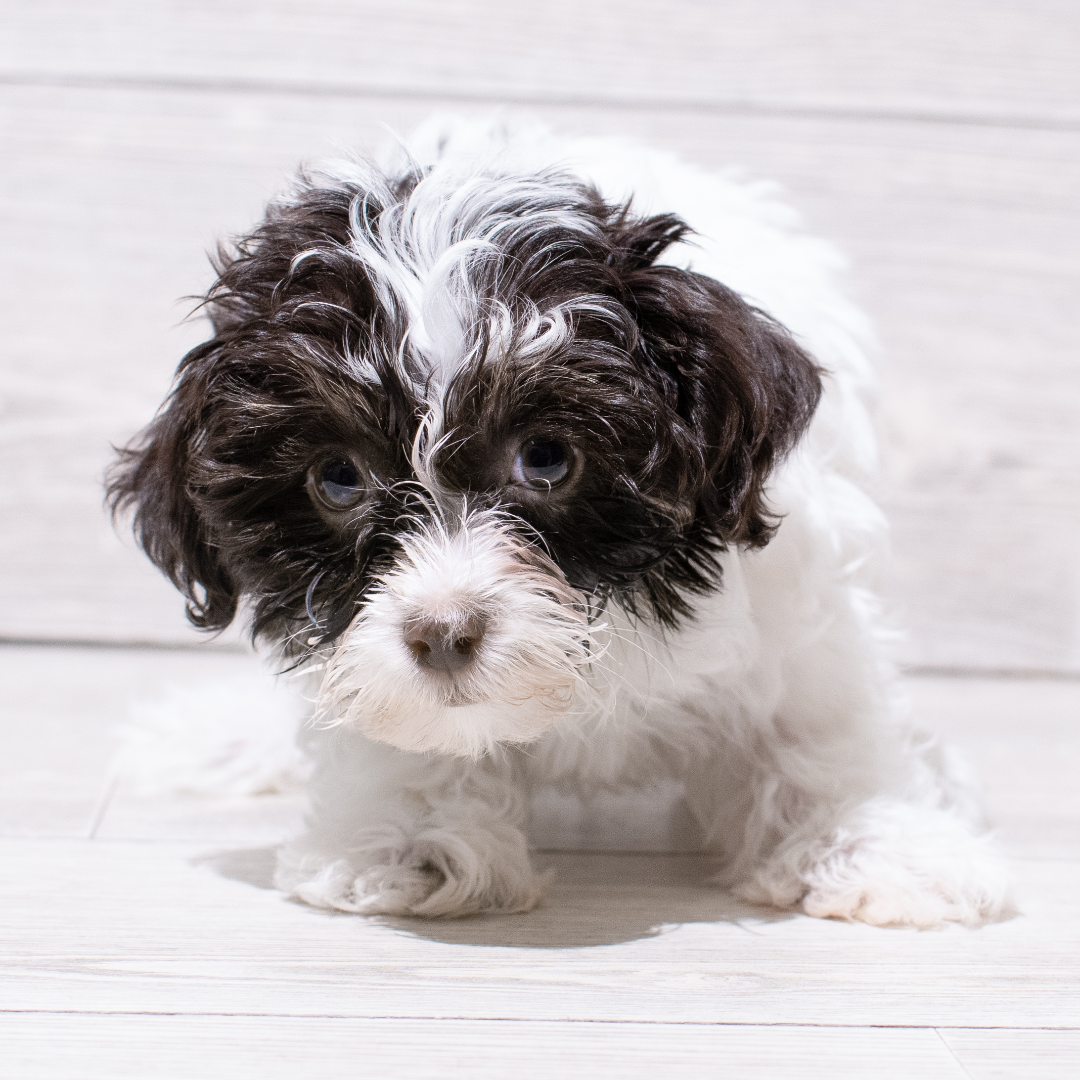 Havanese (M) 5006 Image #1