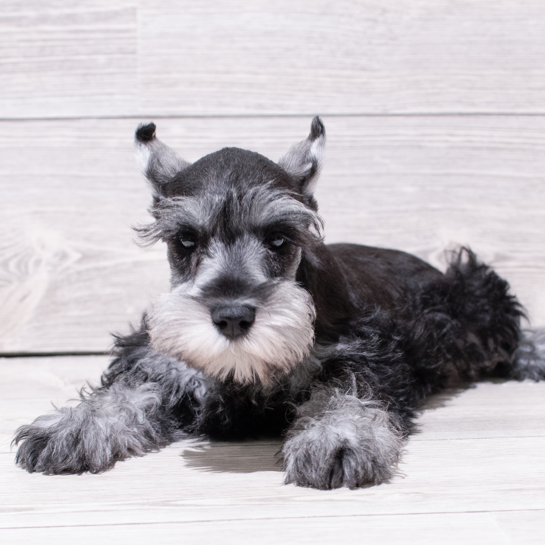 Miniature Schnauzer (M) 4998 Image #1