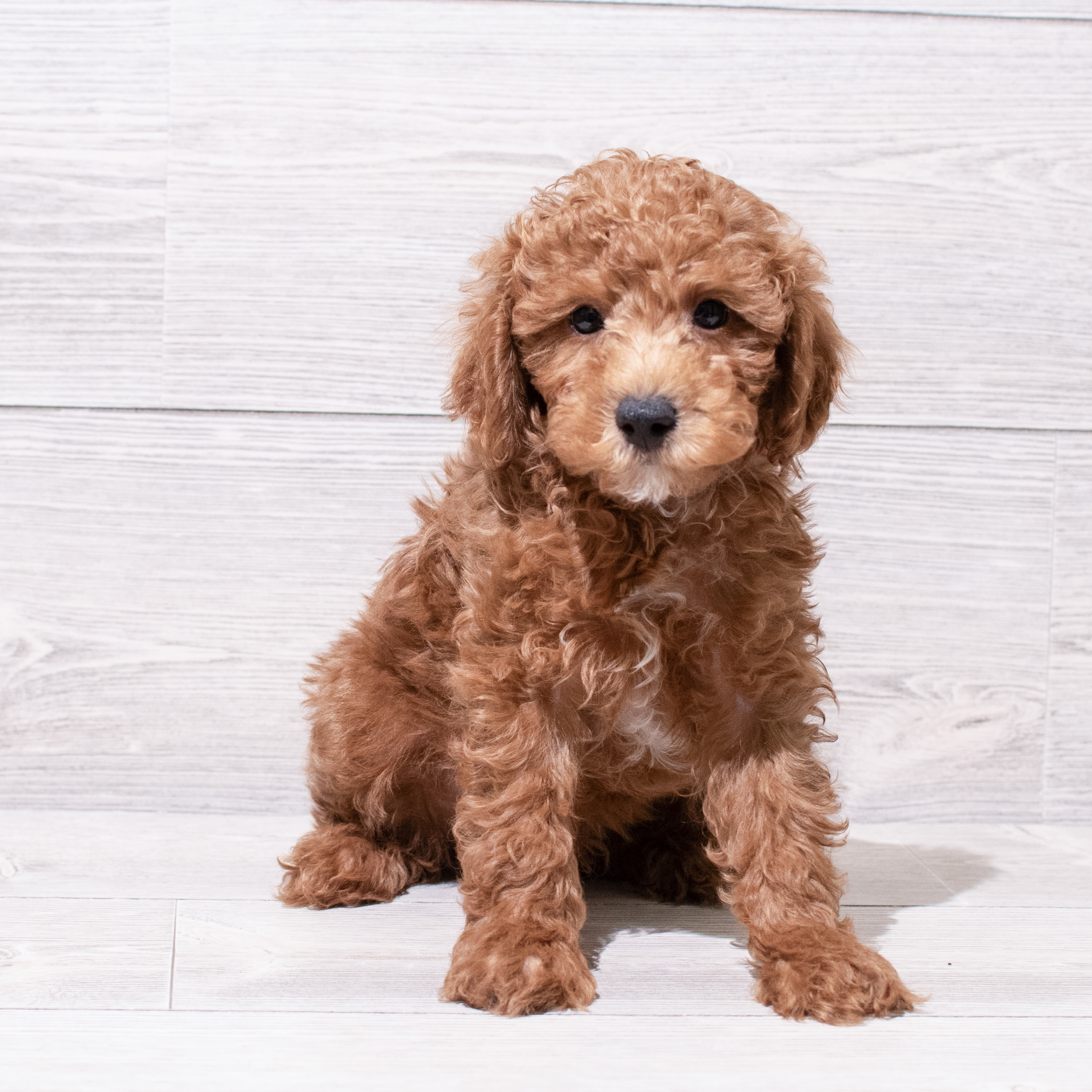 Poodle (M) 4999 Image #1