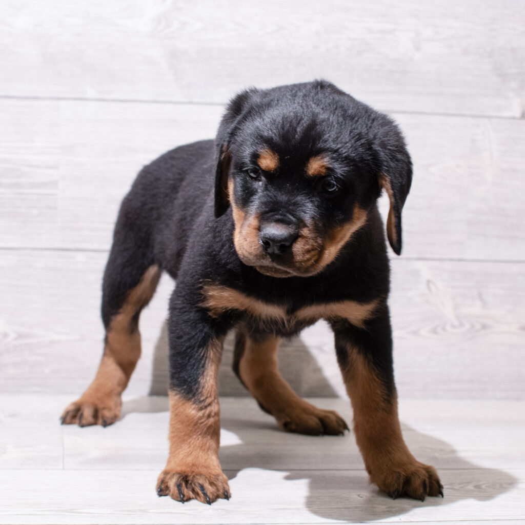 Rottweiler-Dog-Male---Petland Cleveland
