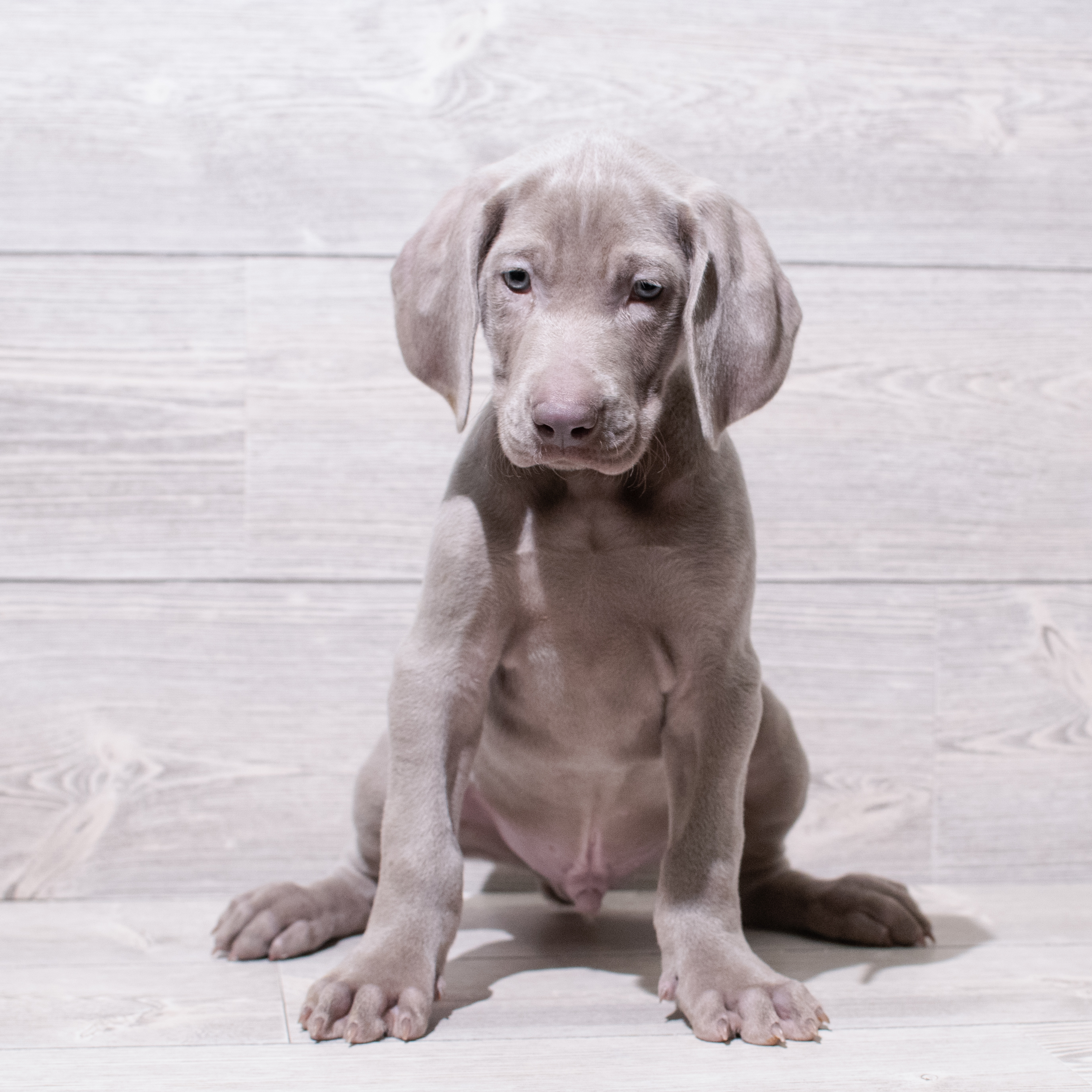 Weimaraner (M) 5002 Image #1