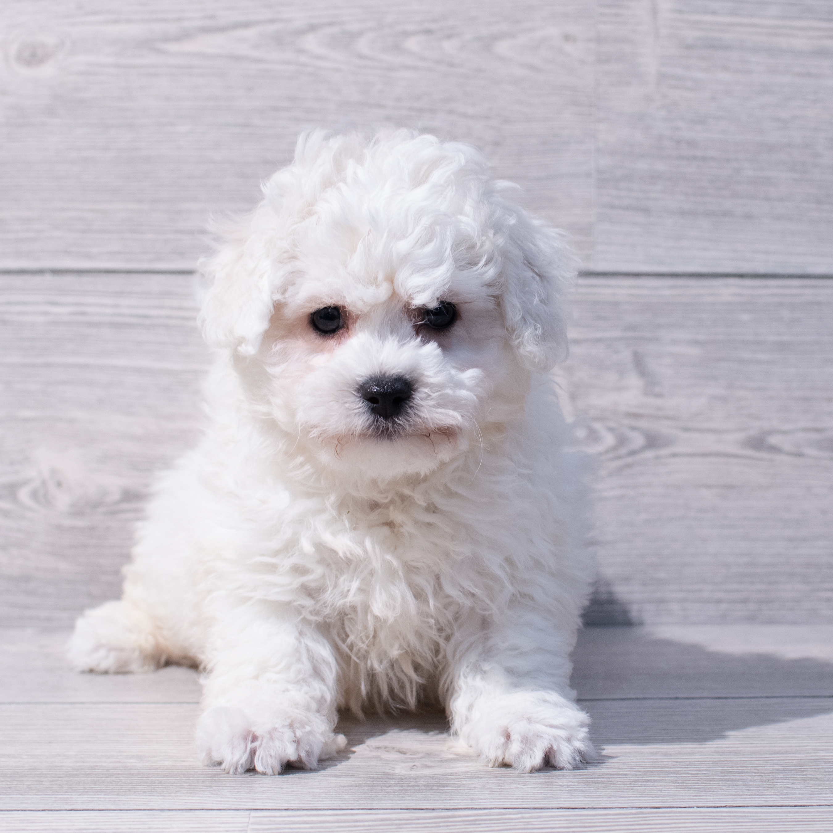 Bichon Frise (M) 1703 Image #1