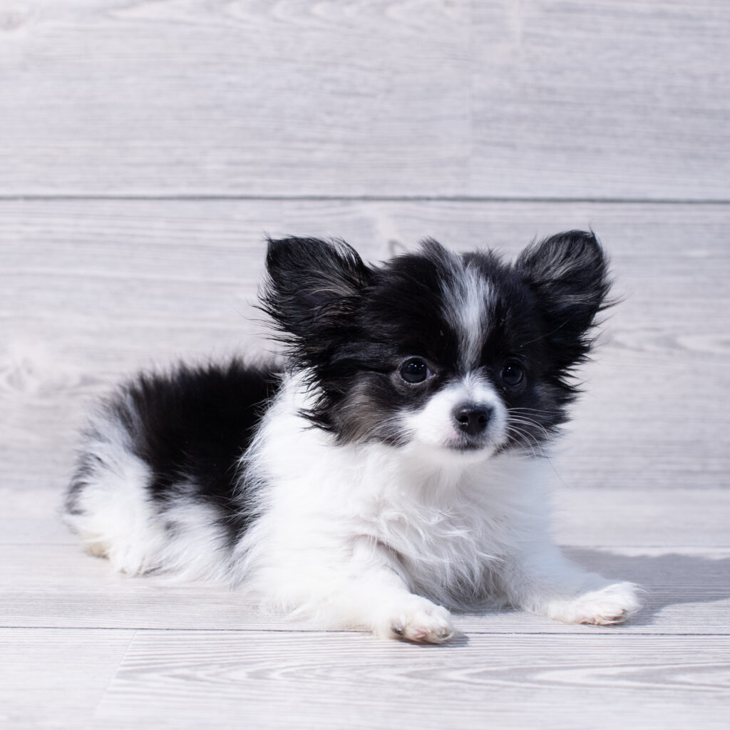 Chihuahua-Dog-Male---Petland Cleveland