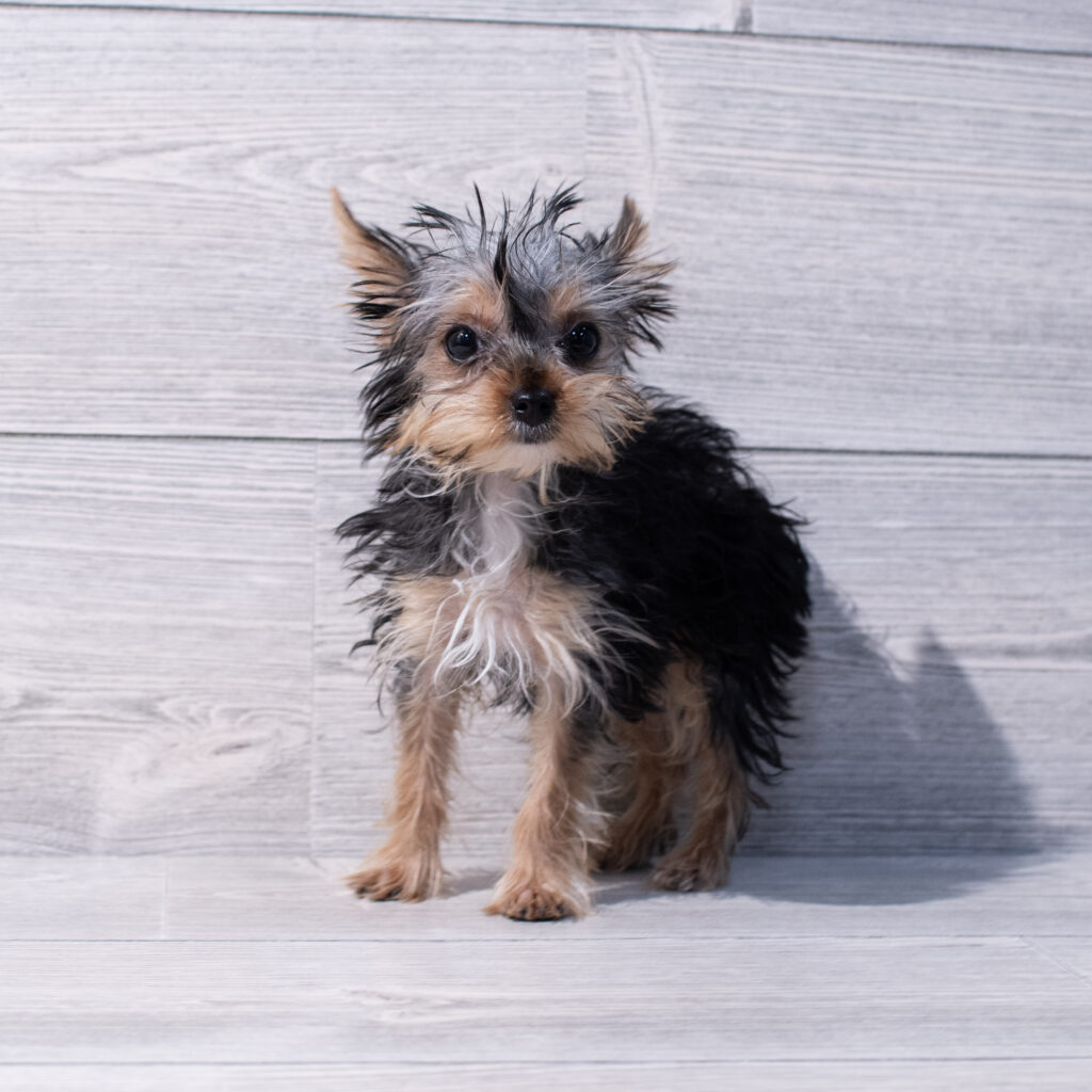 Yorkshire Terrier-Dog-Female---Petland Cleveland
