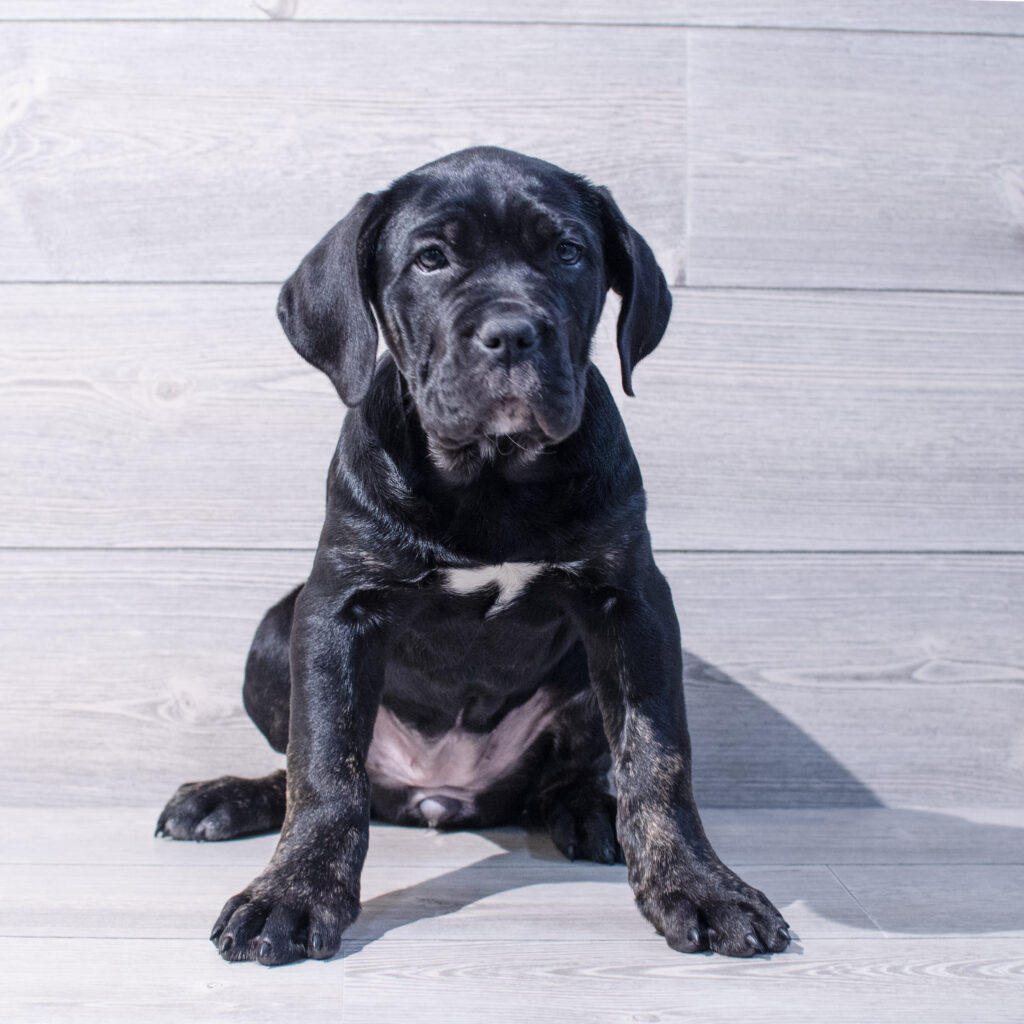Cane Corso-Dog-Female---Petland Cleveland