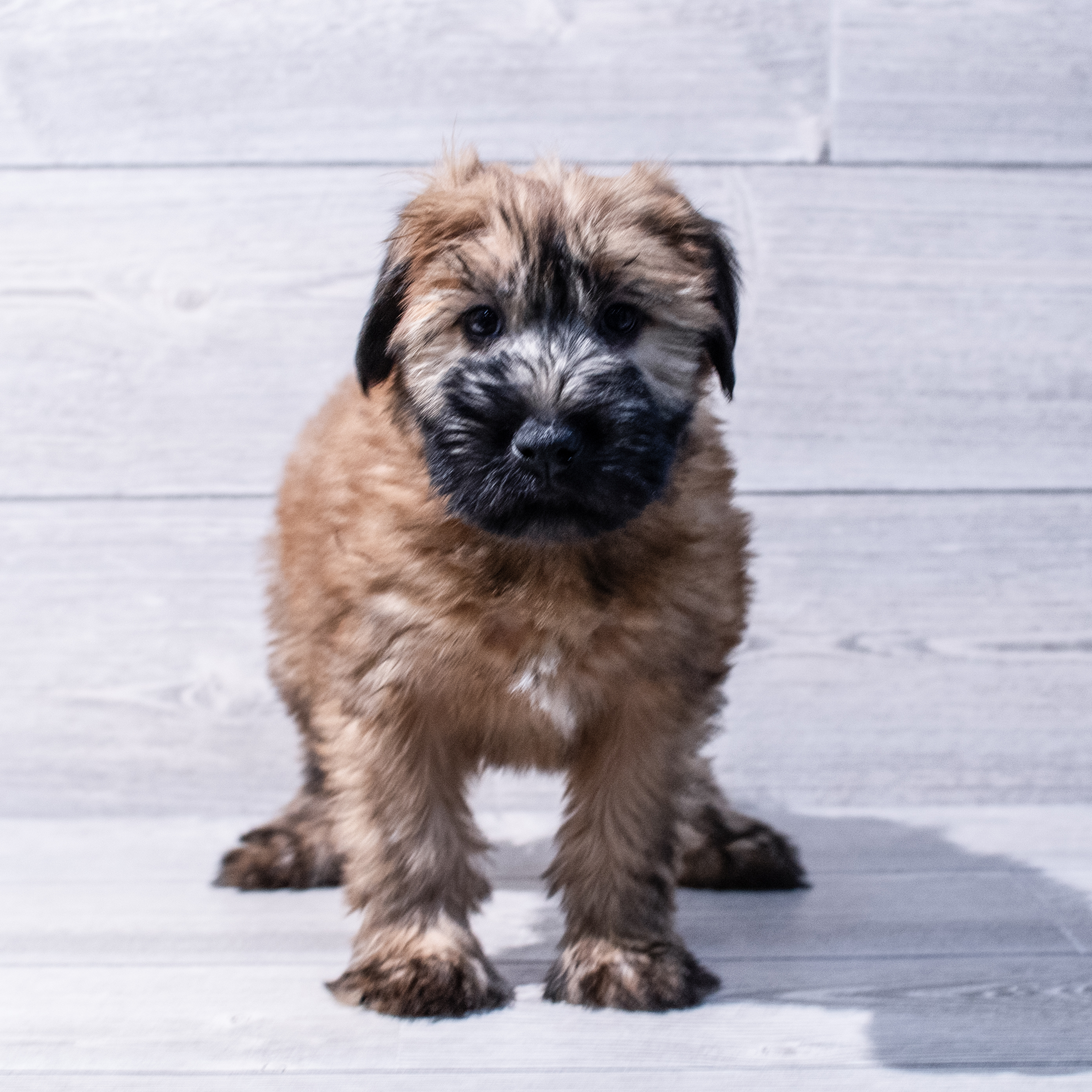Soft Coated Wheaten Terrier (M) 1699 Image #1