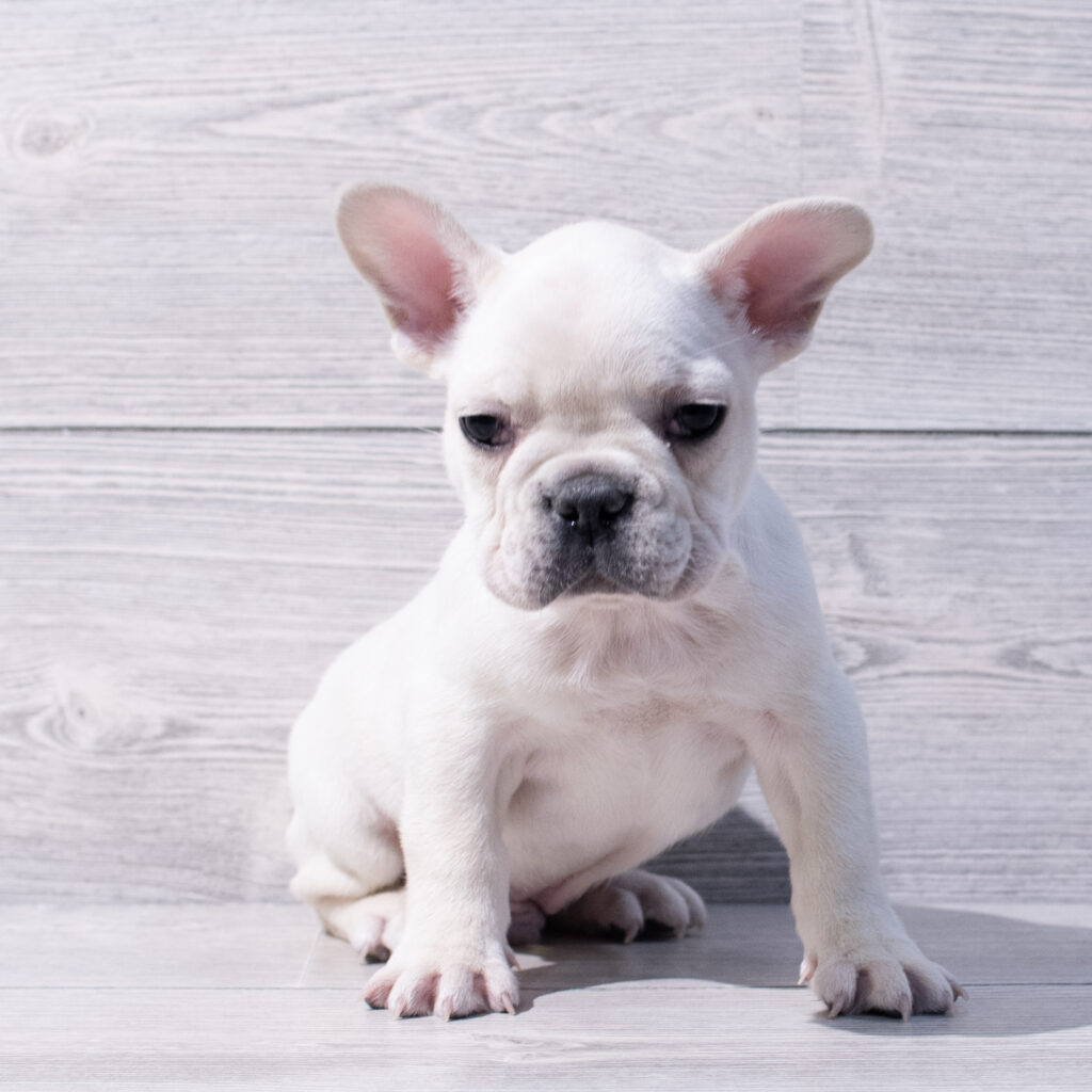 French Bulldog-Dog-Male---Petland Cleveland
