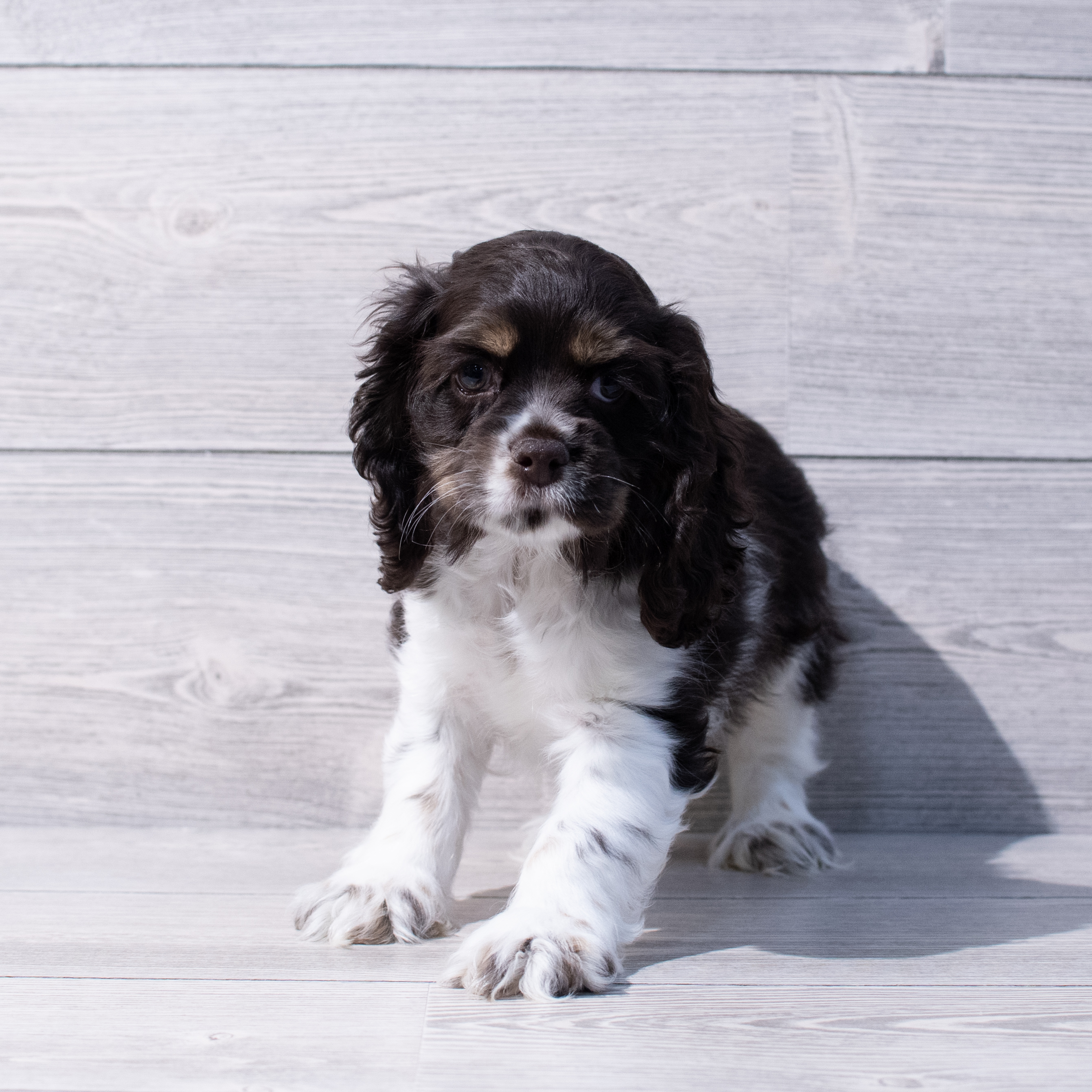 Cocker Spaniel (F) 1697 Image #1