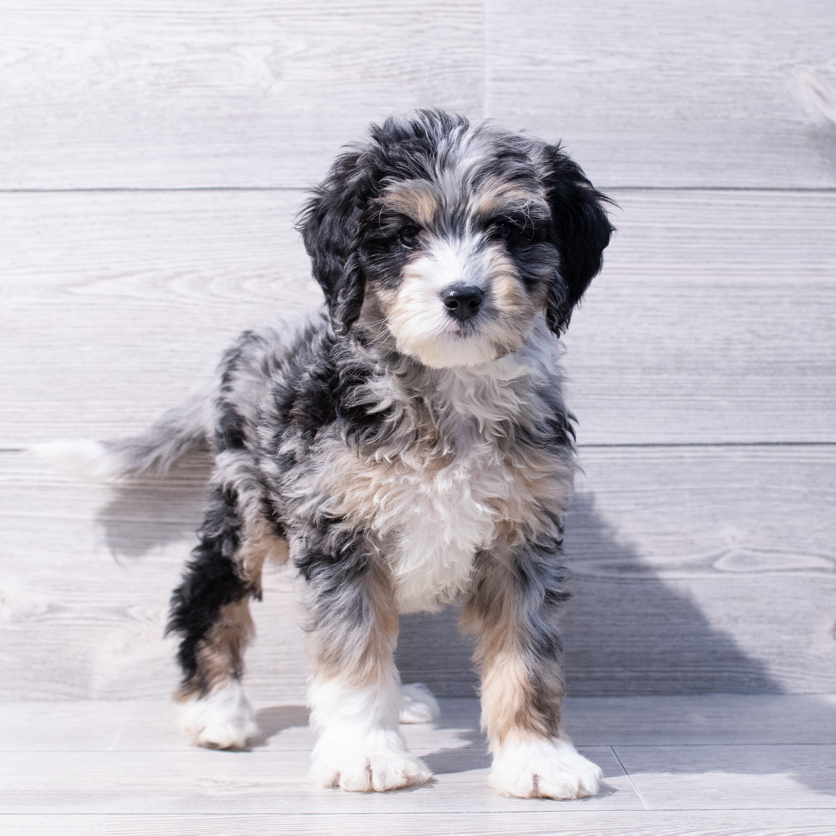 Bernedoodle Mini 2nd Gen (M) 1700 Image #1