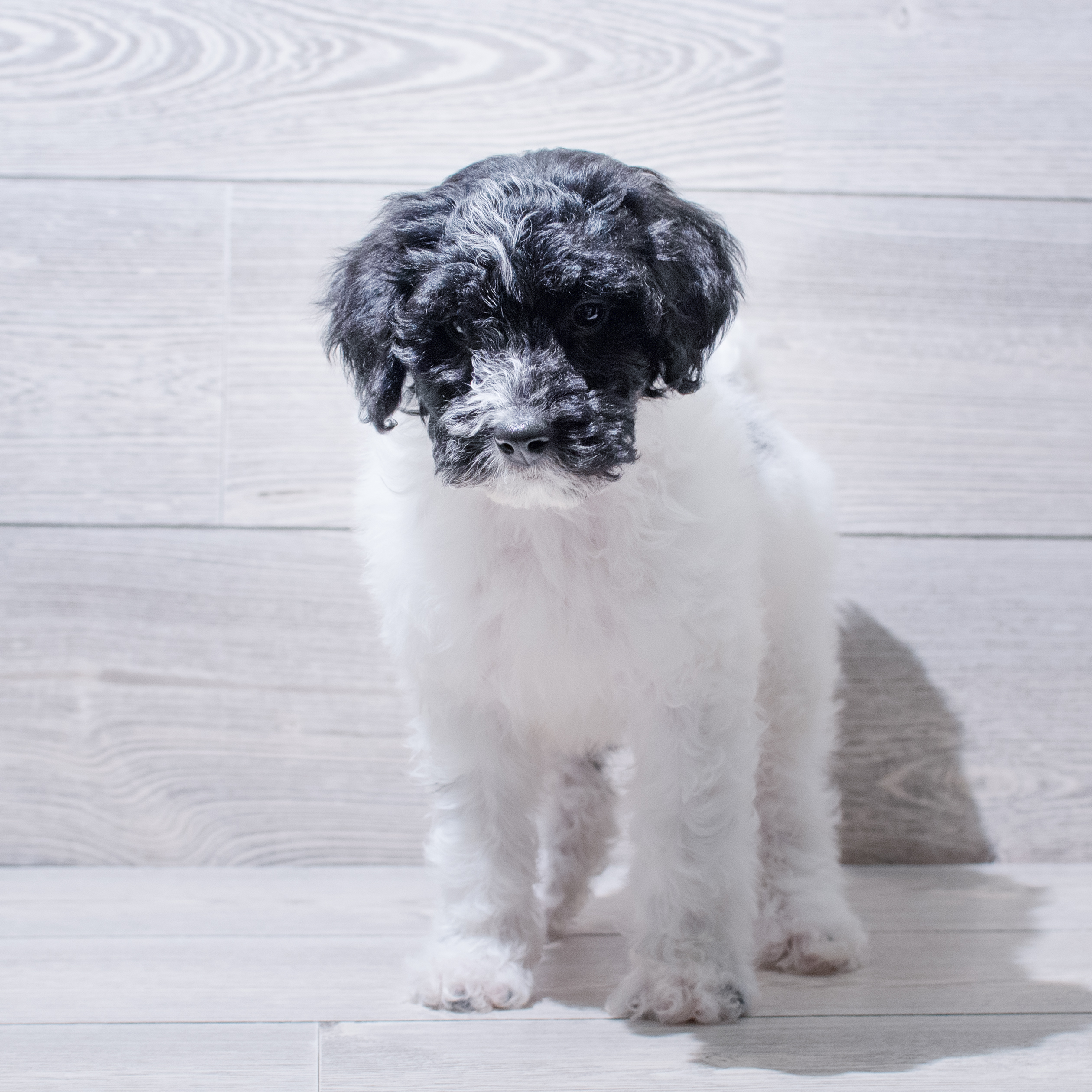 Goldendoodle Mini 2nd Gen (F) 5012 Image #1