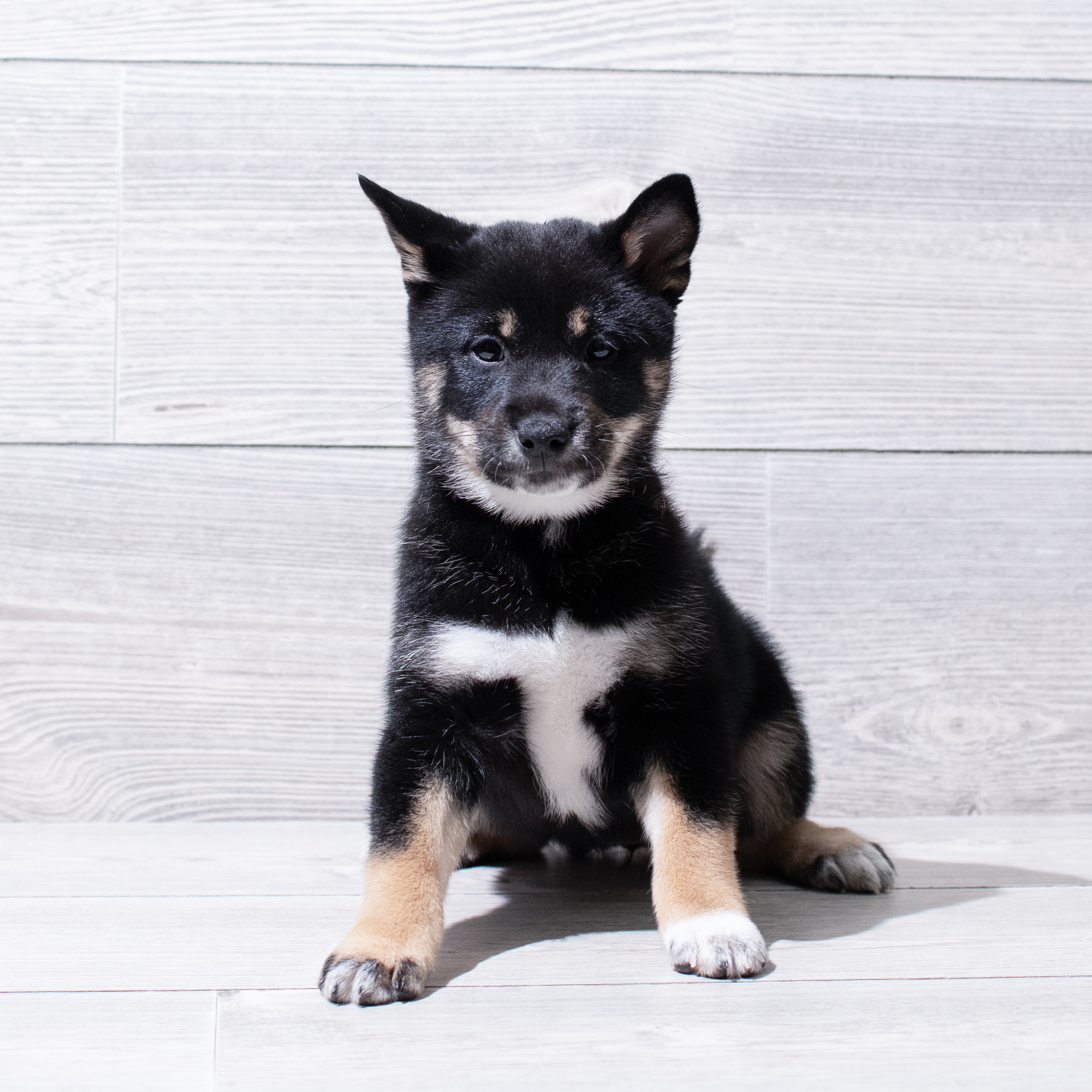 Shiba Inu (F) 5011 Image #1