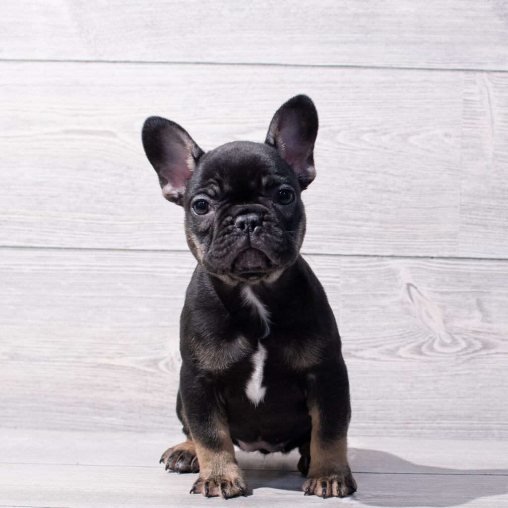 French Bulldog-Dog-Female---Petland Cleveland