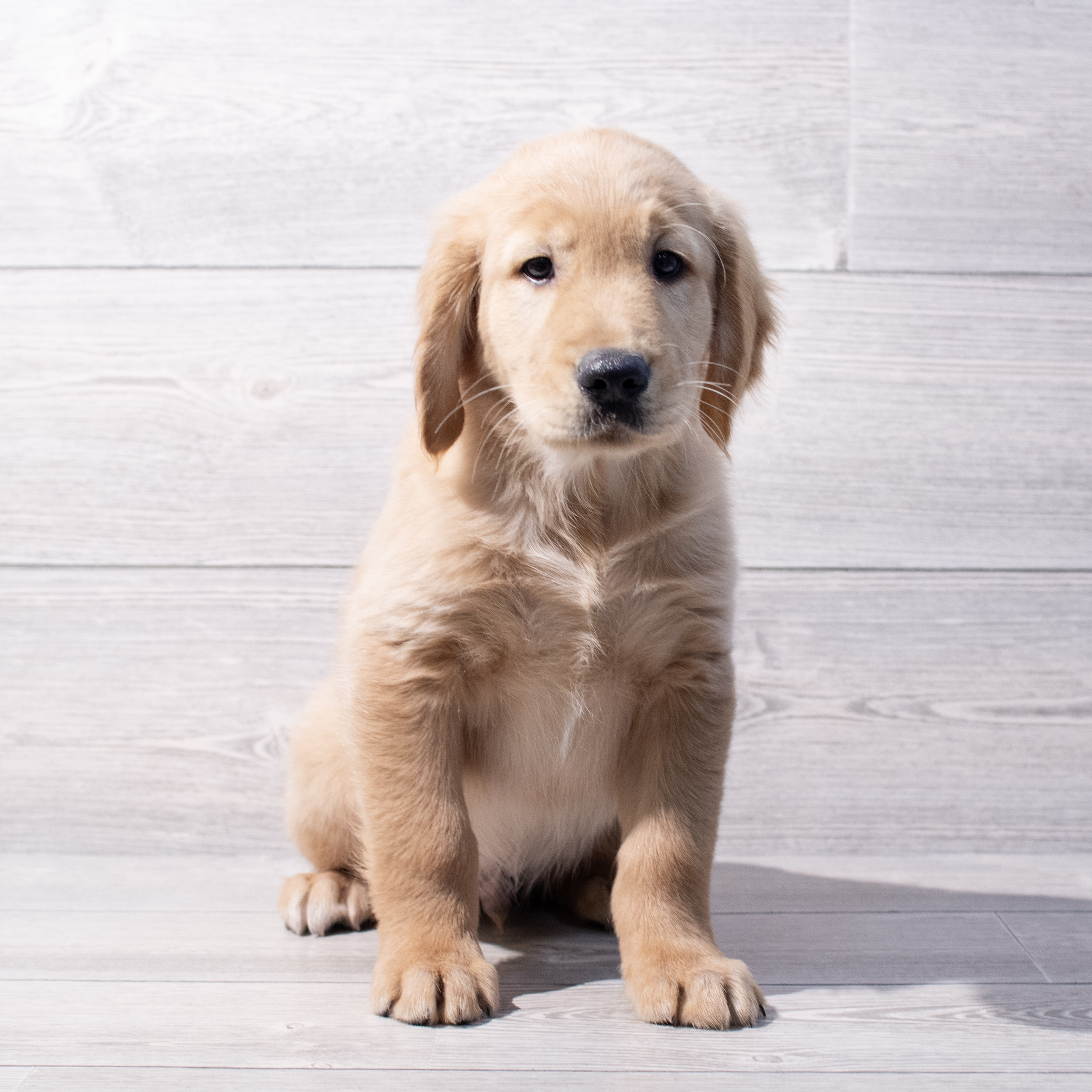 Golden Retriever (M) 1707 Image #1