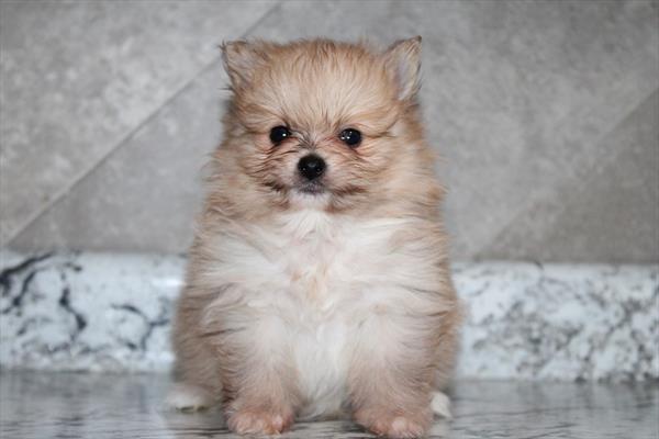 Pomeranian (M-N) 1761 Image #2