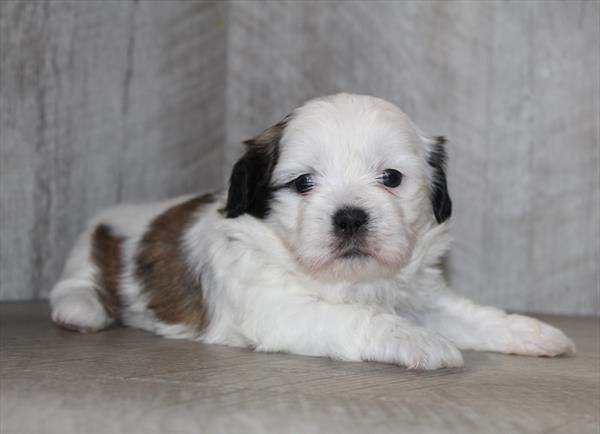 Shih Tzu (F) 5023 Image #2