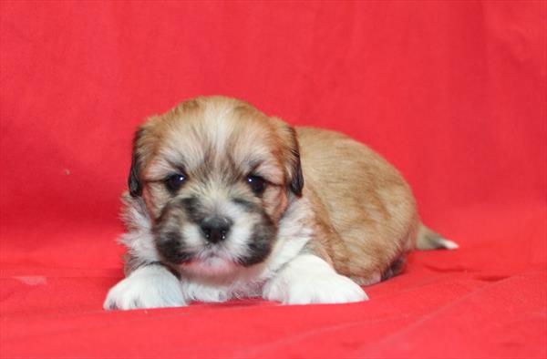 Lhasa Apso (M) 1713 Image #2