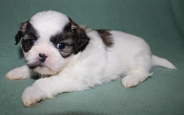 Shih Tzu (M) 1710 Image #2
