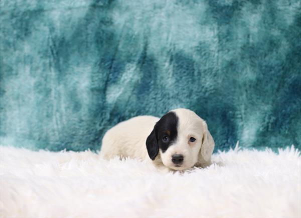 Dachshund (M) 5045 Image #2
