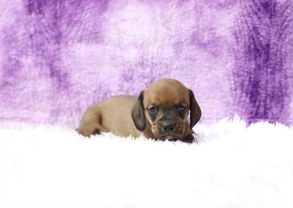 Dachshund (F) 5046 Image #2