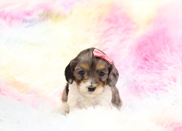 Cavapoo (F) 5044 Image #2
